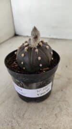 ASTROPHYTUM ASTERIAS “Purple”  Nº 1007 – vaso 09 - Imagem 8