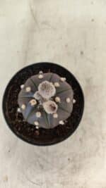 ASTROPHYTUM ASTERIAS “Purple”  Nº 1007 – vaso 09 - Imagem 3