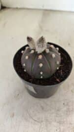 ASTROPHYTUM ASTERIAS “Purple”  Nº 1007 – vaso 09 - Imagem 7