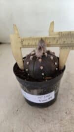 ASTROPHYTUM ASTERIAS “Purple”  Nº 1007 – vaso 09 - Imagem 4