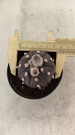 ASTROPHYTUM ASTERIAS “Purple”  Nº 1007 – vaso 09