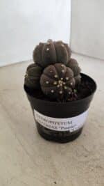 ASTROPHYTUM ASTERIAS “Purple” Colonia  Nº 1008 – vaso 09 - Imagem 9