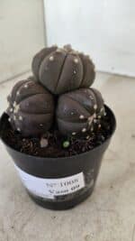 ASTROPHYTUM ASTERIAS “Purple” Colonia  Nº 1008 – vaso 09 - Imagem 8