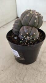 ASTROPHYTUM ASTERIAS “Purple” Colonia  Nº 1008 – vaso 09 - Imagem 7