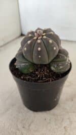 ASTROPHYTUM ASTERIAS “Purple” Colonia  Nº 1008 – vaso 09 - Imagem 6