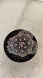 ASTROPHYTUM ASTERIAS “Purple” Colonia  Nº 1008 – vaso 09 - Imagem 5