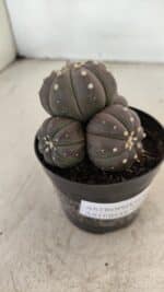 ASTROPHYTUM ASTERIAS “Purple” Colonia  Nº 1008 – vaso 09 - Imagem 3