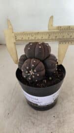 ASTROPHYTUM ASTERIAS “Purple” Colonia  Nº 1008 – vaso 09