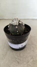 ASTROPHYTUM ASTERIAS “Purple” 5 Quinas  Nº 1002 – vaso 09 - Imagem 2