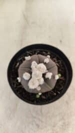 ASTROPHYTUM ASTERIAS “Purple” 5 Quinas  Nº 1002 – vaso 09 - Imagem 3