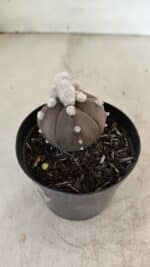 ASTROPHYTUM ASTERIAS “Purple” 5 Quinas  Nº 1002 – vaso 09 - Imagem 7
