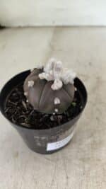 ASTROPHYTUM ASTERIAS “Purple” 5 Quinas  Nº 1002 – vaso 09 - Imagem 6