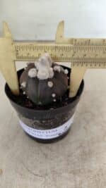 ASTROPHYTUM ASTERIAS “Purple” 5 Quinas  Nº 1002 – vaso 09 - Imagem 4