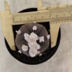 ASTROPHYTUM ASTERIAS “Purple” 5 Quinas  Nº 1002 – vaso 09