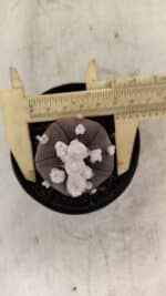 ASTROPHYTUM ASTERIAS “Purple” 5 Quinas  Nº 1002 – vaso 09