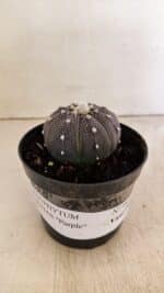 ASTROPHYTUM ASTERIAS “Purple”  Nº 987 – vaso 09 - Imagem 2