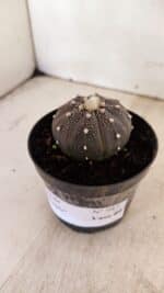 ASTROPHYTUM ASTERIAS “Purple”  Nº 987 – vaso 09 - Imagem 7