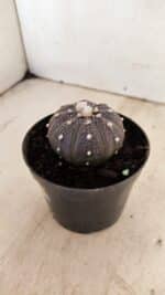 ASTROPHYTUM ASTERIAS “Purple”  Nº 987 – vaso 09 - Imagem 6