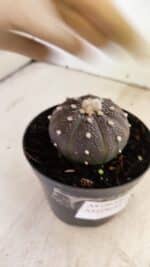 ASTROPHYTUM ASTERIAS “Purple”  Nº 987 – vaso 09 - Imagem 5