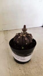 ASTROPHYTUM ASTERIAS “Purple”  Nº 989 – vaso 09 - Imagem 2