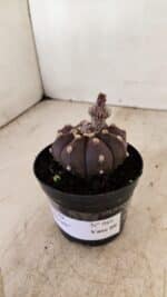 ASTROPHYTUM ASTERIAS “Purple”  Nº 989 – vaso 09 - Imagem 9