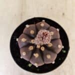 ASTROPHYTUM ASTERIAS “Purple”  Nº 989 – vaso 09