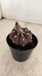 ASTROPHYTUM ASTERIAS “Purple”  Nº 989 – vaso 09 - Imagem 6