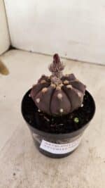 ASTROPHYTUM ASTERIAS “Purple”  Nº 989 – vaso 09 - Imagem 5