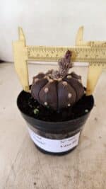 ASTROPHYTUM ASTERIAS “Purple”  Nº 989 – vaso 09 - Imagem 4