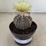 ASTROPHYTUM ASTERIAS “Purple”  Nº 990 – vaso 09