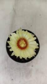 ASTROPHYTUM ASTERIAS “Purple”  Nº 990 – vaso 09 - Imagem 3