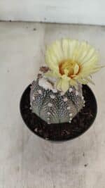 ASTROPHYTUM ASTERIAS “Purple”  Nº 990 – vaso 09 - Imagem 6