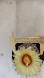 ASTROPHYTUM ASTERIAS “Purple”  Nº 990 – vaso 09 - Imagem 5