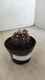 ASTROPHYTUM ASTERIAS “Purple”  Nº 991 – vaso 09 - Imagem 9
