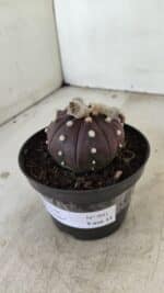 ASTROPHYTUM ASTERIAS “Purple”  Nº 991 – vaso 09 - Imagem 8