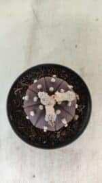 ASTROPHYTUM ASTERIAS “Purple”  Nº 991 – vaso 09 - Imagem 3