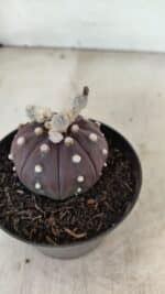 ASTROPHYTUM ASTERIAS “Purple”  Nº 991 – vaso 09 - Imagem 6