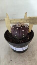 ASTROPHYTUM ASTERIAS “Purple”  Nº 991 – vaso 09