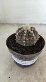 ASTROPHYTUM ASTERIAS “Purple”  Nº 992 – vaso 09 - Imagem 2