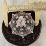 ASTROPHYTUM ASTERIAS “Purple”  Nº 992 – vaso 09