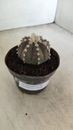 ASTROPHYTUM ASTERIAS “Purple”  Nº 992 – vaso 09 - Imagem 11