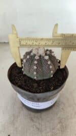 ASTROPHYTUM ASTERIAS “Purple”  Nº 992 – vaso 09 - Imagem 4