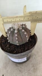 ASTROPHYTUM ASTERIAS “Purple”  Nº 992 – vaso 09 - Imagem 6
