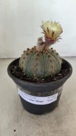 MATRIZ ASTROPHYTUM ASTERIAS STAR SHAPE Nº 860 – vaso 15 - Imagem 2