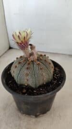 MATRIZ ASTROPHYTUM ASTERIAS STAR SHAPE Nº 860 – vaso 15 - Imagem 7