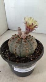 MATRIZ ASTROPHYTUM ASTERIAS STAR SHAPE Nº 860 – vaso 15 - Imagem 6