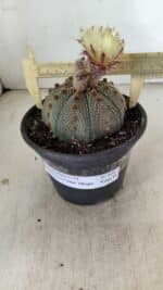 MATRIZ ASTROPHYTUM ASTERIAS STAR SHAPE Nº 860 – vaso 15 - Imagem 4