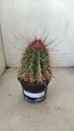 CACTOS Nº 86 – vaso 15 - Imagem 2