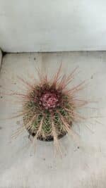 CACTOS Nº 86 – vaso 15 - Imagem 3