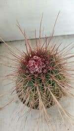 CACTOS Nº 86 – vaso 15 - Imagem 6